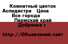 Комнатный цветок Аспидистра › Цена ­ 150 - Все города  »    . Пермский край,Добрянка г.